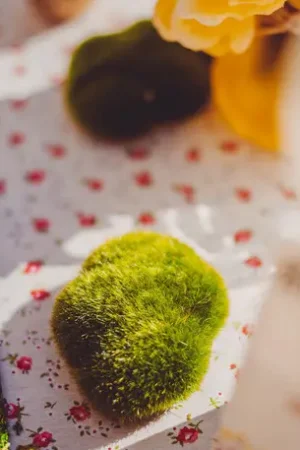 Achetez Aujourd'hui 4 Galets de Mousse Verte
