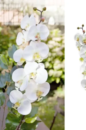 Bouquet de 9 Orchidées Blanches Jusqu'à Épuisement Des Stocks