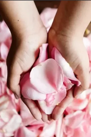 Petale de rose pas cher Rose x 1000 pièces Usine Directe
