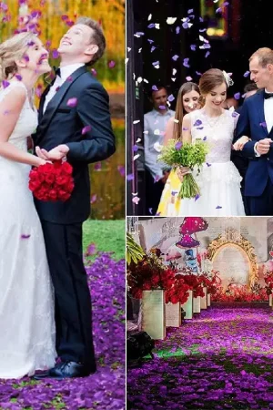 Nouveauté Petale de rose pas cher Violet x 1000 pièces