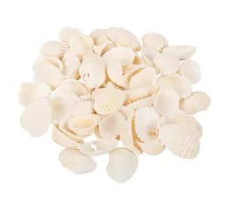 Sachet de 100gr de coquillages coques blanc Expédié Aujourd'hui