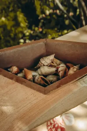 Sachet de 100gr de coquillages Bigorneaux Offre Spéciale