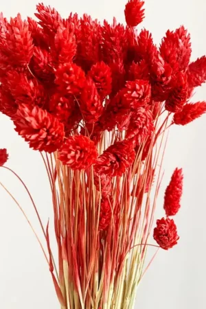 Paiement Sécurisé Bouquet Phalaris Rouge
