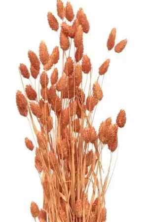 Vente Flash Bouquet Phalaris Rose Corail