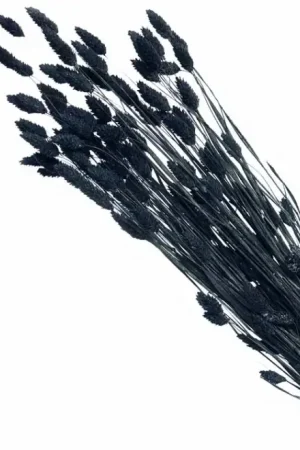 Bouquet Phalaris Noir Commande En Gros
