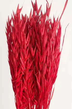 Bouquet d'avoine séché Rouge Acheter En Ligne