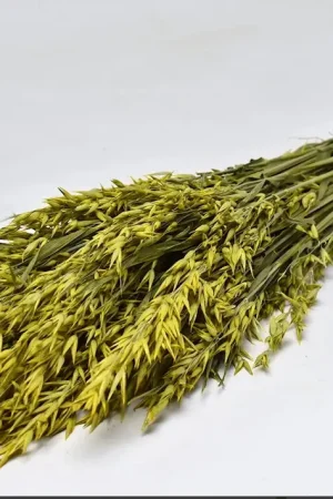 Bouquet d'avoine séché Jaune Satisfait Ou Remboursé