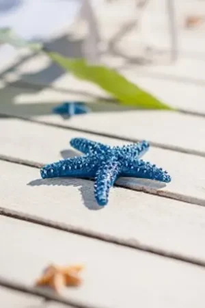 Satisfait Ou Remboursé Etoile de Mer Adhésive X 12 Pièces