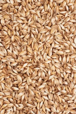 Bon Marché Graines d'épeautre, matériel de rembourrage, 250 g