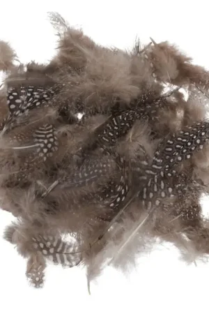 Affaire À Saisir Plumes de poule