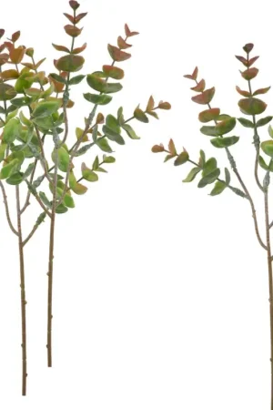 Eucalyptus VBS « Bendigo » Promotion Saisonnière