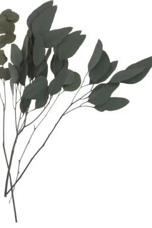 Eucalyptus Acheter Direct