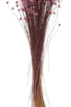 Acheter Direct Glixia rose