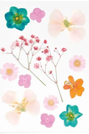 Set fleurs pressées Rico Design « Orange Turquoise » Commande En Gros