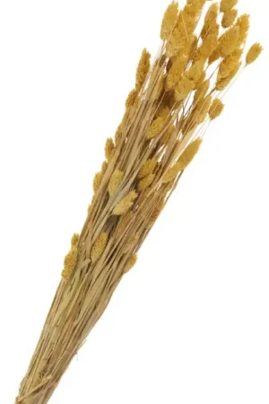 Fleurs séchées « Phalaris » Prix Réduit