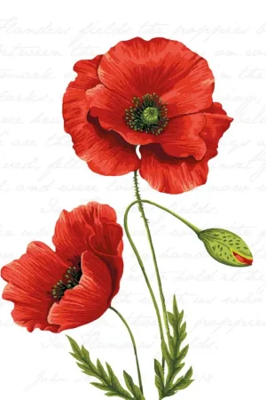Seulement Aujourd'hui Serviette « Coquelicot lumineux »