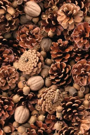 Papier cartonné à motifs « Pommes de pin », 49,5x68cm Solde