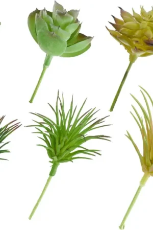 Meilleur Prix Assortiment de succulentes