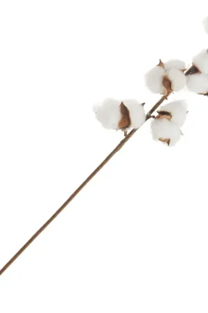 Branche de coton Dernière Chance