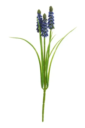 Muscari à 3 pédoncules Haute Qualité