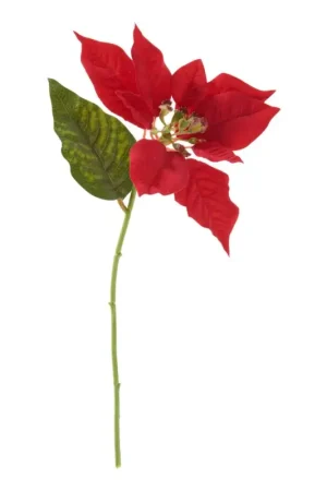 Fleur de poinsettia Achetez Aujourd'hui