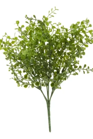 Populaire Buisson de buis