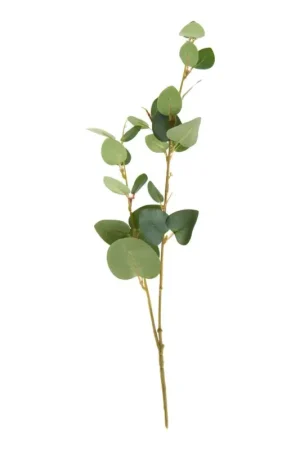 Meilleur Choix Branche d'eucalyptus