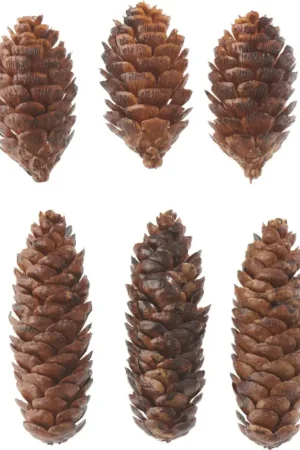 Pommes de pin déco, plastique, 6 pc. Top Vente