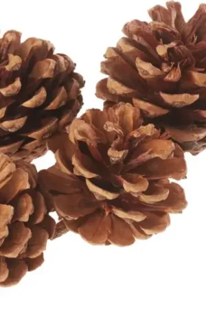 Pommes de pin, naturelles Affaire À Saisir