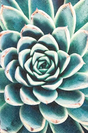 Certifié Serviette « Rêve de succulentes »