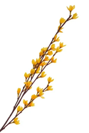 Branche de forsythia Produit De Marque
