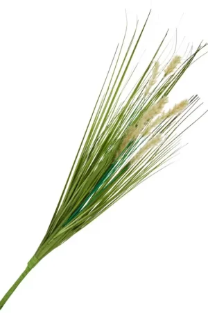 Offre Du Jour Herbe avec infrutescence