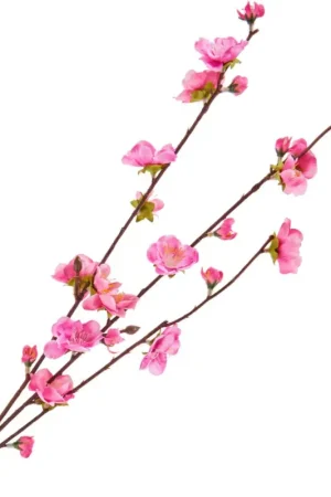 Branche de fleurs de cerisier Achat Immédiat