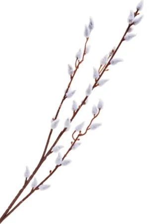 Certifié Branche de chaton de saule