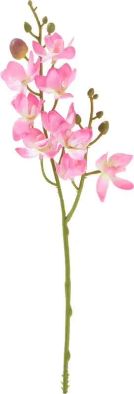 Expédition Rapide Mini-orchidée phalaenopsis