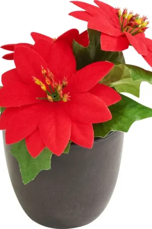 Prix Choc Poinsettia en pot « Gloria »
