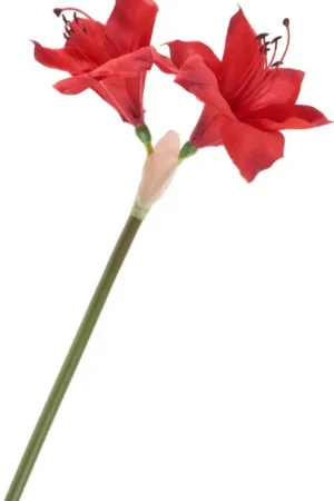 Amaryllis, L 37 cm Achat Immédiat