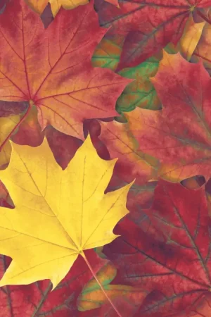 Expédition Rapide Serviette « Harvest Harmony »