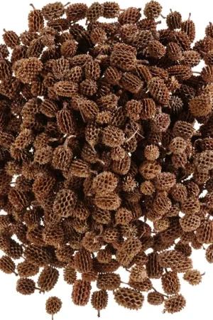 Pommes de pin Casuarina Soldes