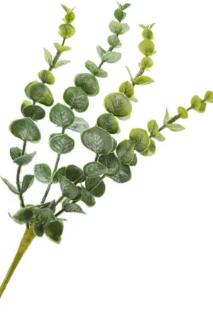 Pique d'eucalyptus « Cynerea » Offre Du Jour
