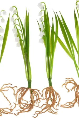 Promotion Muguet avec racines