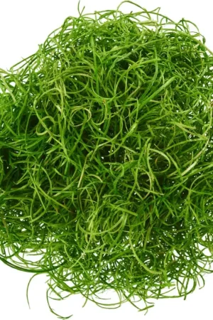Laine de bois, 50 g Offre Spéciale