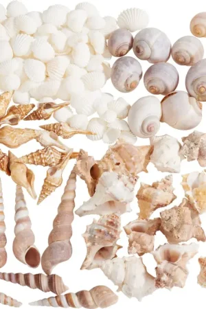 Nouvelle Collection Assortiment de coquillages, natural