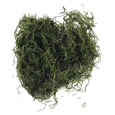 Mousse de jungle 20 g Vert - Rayher Expédition Rapide