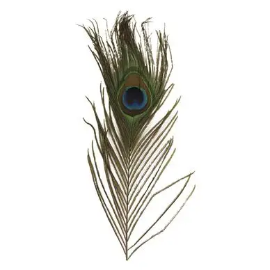Top Vente Plume de Paon 25 cm 3 pcs - Rayher