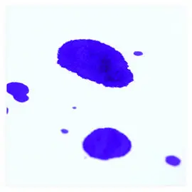 Must-Have Papier buvard 50 x 65cm 200g blanc - Clairefontaine