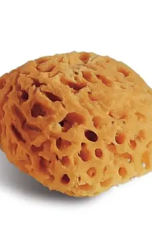 Seulement Aujourd'hui Eponge naturell