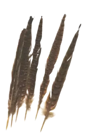 Plumes de faisan tigrées 25-30 cm ARTEMIO Jusqu'à Épuisement Des Stocks