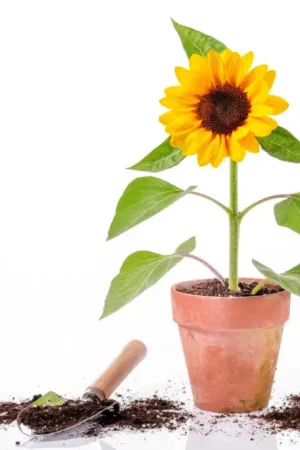 Acheter En Ligne Sachet de graines de tournesols nains