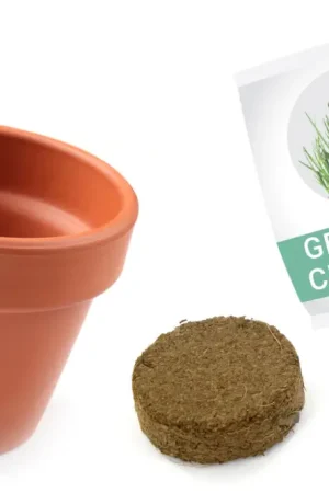 Vente Directe Kit pots de Ciboulette à planter - 12 pièces